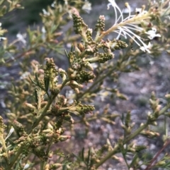 Grevillea curviloba (Curved Leaf Grevillea) at Flea Bog Flat to Emu Creek Corridor - 10 Aug 2021 by Dora