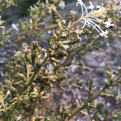 Grevillea curviloba (Curved Leaf Grevillea) at Flea Bog Flat to Emu Creek Corridor - 10 Aug 2021 by Dora