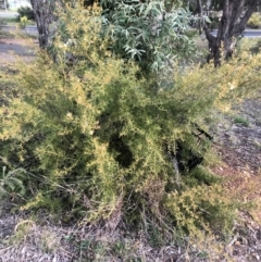 Grevillea curviloba at Belconnen, ACT - 10 Aug 2021