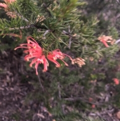 Grevillea juniperina subsp. fortis (Grevillea) at Belconnen, ACT - 10 Aug 2021 by Dora