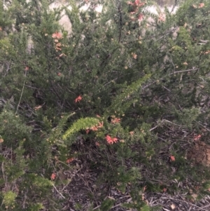 Grevillea juniperina subsp. fortis at Belconnen, ACT - 10 Aug 2021 09:19 PM