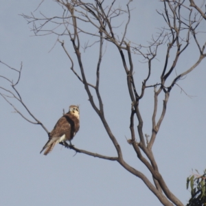 Falco berigora at Kambah, ACT - 10 Aug 2021