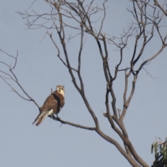Falco berigora (Brown Falcon) at Kambah, ACT - 10 Aug 2021 by HelenCross