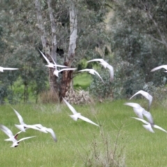 Eolophus roseicapilla at Springdale Heights, NSW - 6 Aug 2021