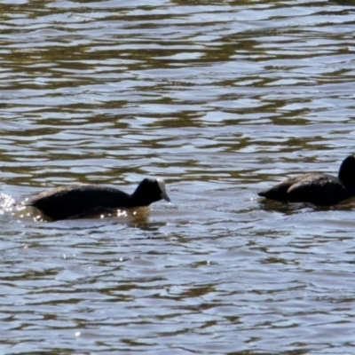 Fulica atra (Eurasian Coot) at Albury - 10 Aug 2021 by PaulF