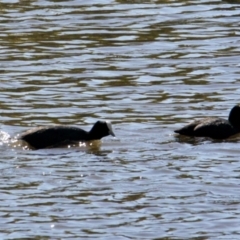 Fulica atra (Eurasian Coot) at Springdale Heights, NSW - 10 Aug 2021 by PaulF