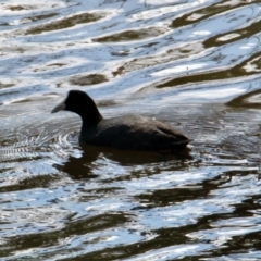 Fulica atra at Springdale Heights, NSW - 10 Aug 2021 11:22 AM