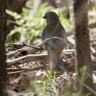 Colluricincla harmonica (Grey Shrikethrush) at Albury - 10 Aug 2021 by PaulF