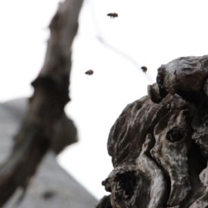 Apis mellifera at Springdale Heights, NSW - 10 Aug 2021 12:45 PM