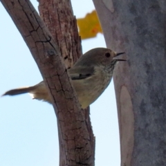 Acanthiza pusilla (Brown Thornbill) at Tuggeranong DC, ACT - 9 Aug 2021 by RodDeb