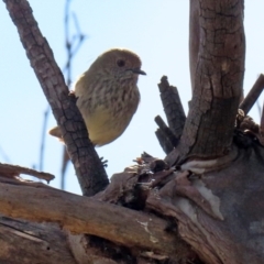 Acanthiza pusilla at Tuggeranong DC, ACT - 9 Aug 2021