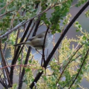 Acanthiza pusilla at Tuggeranong DC, ACT - 9 Aug 2021