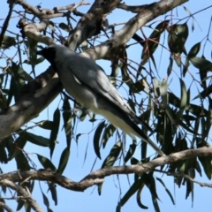 Coracina novaehollandiae (Black-faced Cuckooshrike) at Albury - 10 Aug 2021 by PaulF