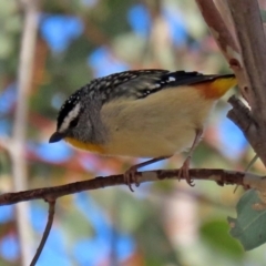 Pardalotus punctatus (Spotted Pardalote) at Tuggeranong DC, ACT - 9 Aug 2021 by RodDeb