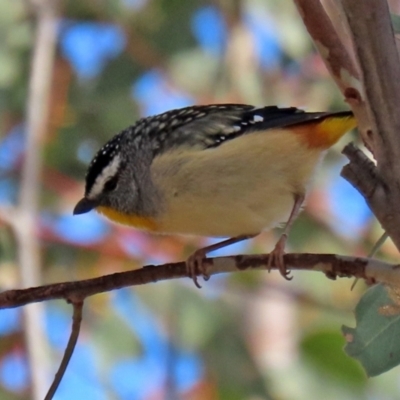 Pardalotus punctatus (Spotted Pardalote) at Tuggeranong DC, ACT - 9 Aug 2021 by RodDeb