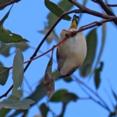 Pardalotus punctatus at Tuggeranong DC, ACT - 9 Aug 2021