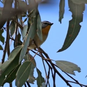 Pardalotus punctatus at Tuggeranong DC, ACT - 9 Aug 2021