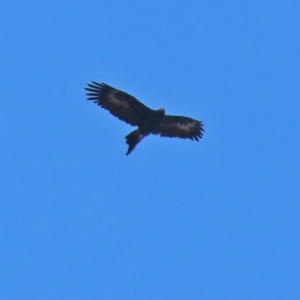 Aquila audax at Tuggeranong DC, ACT - 9 Aug 2021