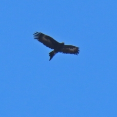 Aquila audax (Wedge-tailed Eagle) at Tuggeranong DC, ACT - 9 Aug 2021 by RodDeb