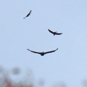 Aquila audax at Tuggeranong DC, ACT - 9 Aug 2021