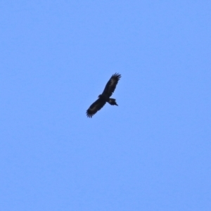 Aquila audax at Tuggeranong DC, ACT - 9 Aug 2021