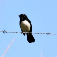 Rhipidura leucophrys (Willie Wagtail) at Springdale Heights, NSW - 10 Aug 2021 by PaulF