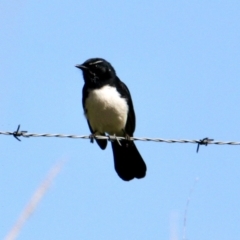 Rhipidura leucophrys (Willie Wagtail) at Albury - 10 Aug 2021 by PaulF