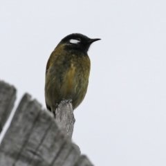 Nesoptilotis leucotis (White-eared Honeyeater) at Tuggeranong DC, ACT - 9 Aug 2021 by RodDeb