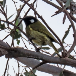 Nesoptilotis leucotis at Tuggeranong DC, ACT - 9 Aug 2021