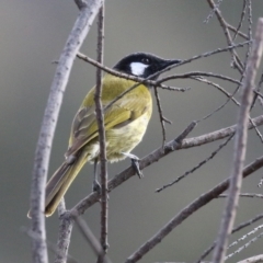 Nesoptilotis leucotis at Tuggeranong DC, ACT - 9 Aug 2021