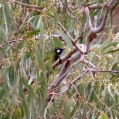 Nesoptilotis leucotis at Tuggeranong DC, ACT - 9 Aug 2021