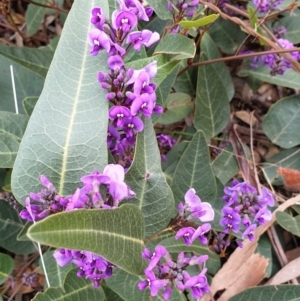 Hardenbergia violacea at Mullion, NSW - 8 Aug 2021 02:32 PM