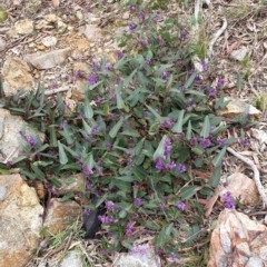 Hardenbergia violacea at Mullion, NSW - 8 Aug 2021