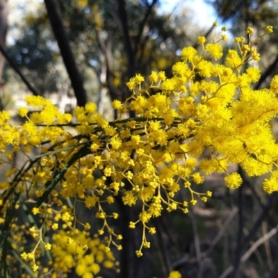 Acacia boormanii (Snowy River Wattle) at Holt, ACT - 8 Aug 2021 by drakes
