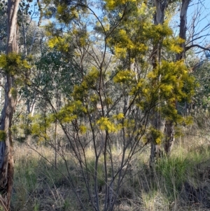 Acacia boormanii at Holt, ACT - 9 Aug 2021