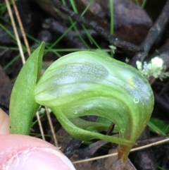 Pterostylis nutans (Nodding Greenhood) at Acton, ACT - 3 Aug 2021 by Ned_Johnston