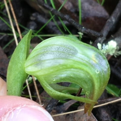 Pterostylis nutans (Nodding Greenhood) at Acton, ACT - 3 Aug 2021 by Ned_Johnston