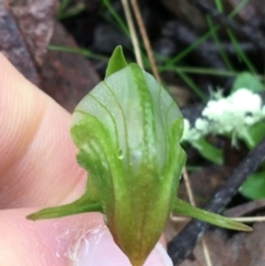 Pterostylis nutans at Acton, ACT - suppressed