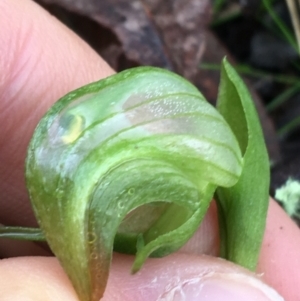 Pterostylis nutans at Acton, ACT - 3 Aug 2021