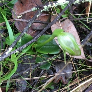 Pterostylis nutans at Acton, ACT - 3 Aug 2021