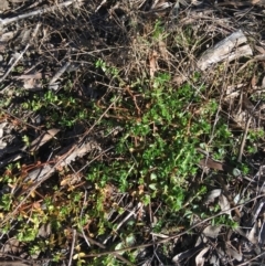 Lysimachia arvensis (Scarlet Pimpernel) at O'Connor, ACT - 7 Aug 2021 by NedJohnston