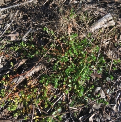 Lysimachia arvensis (Scarlet Pimpernel) at Dryandra St Woodland - 7 Aug 2021 by Ned_Johnston