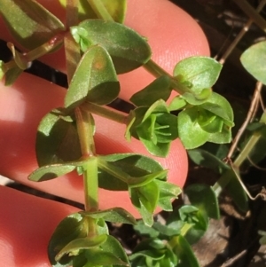 Lysimachia arvensis at O'Connor, ACT - 7 Aug 2021 02:16 PM