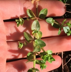 Lysimachia arvensis at O'Connor, ACT - 7 Aug 2021 02:16 PM