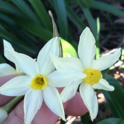 Narcissus tazetta (Jonquil) at O'Connor, ACT - 7 Aug 2021 by Ned_Johnston