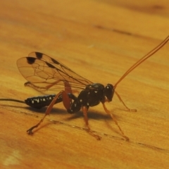 Echthromorpha intricatoria (Cream-spotted Ichneumon) at Conder, ACT - 12 May 2021 by michaelb