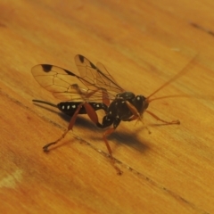 Echthromorpha intricatoria at Conder, ACT - 12 May 2021