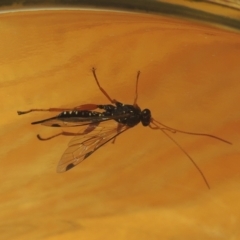 Echthromorpha intricatoria at Conder, ACT - 12 May 2021 03:01 PM