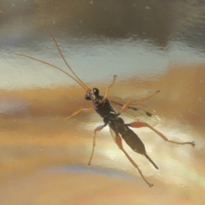 Echthromorpha intricatoria at Conder, ACT - 12 May 2021