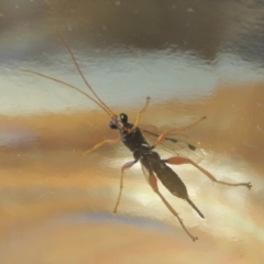 Echthromorpha intricatoria at Conder, ACT - 12 May 2021